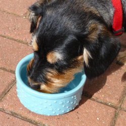 Simple Frosty Paws recipe