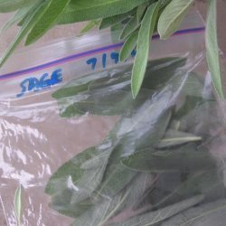 Freezing Herbs--Basil, Rosemary, Thyme, Oregano, Cilantro, Parsl recipe