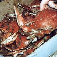 Blue Crabs Steamed Maryland Style recipe