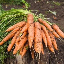 Harvest Carrots recipe