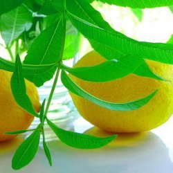 Lemon Verbena Lemonade recipe