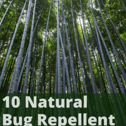 Mom's Bug Repellent recipe