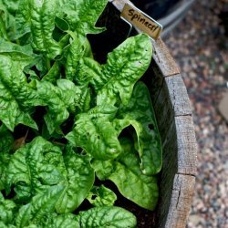 Spinach Apple Salad recipe