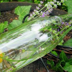 Lavender Scented  and Infused Vodka recipe