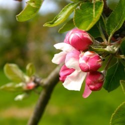 Apple Blossom recipe