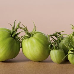 Green Tomato Casserole recipe