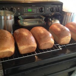 Angela's Amazing Whole Wheat Bread recipe