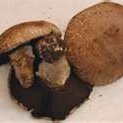 Portobello Mushroom Stuffed With Israeli Cous Cous... recipe