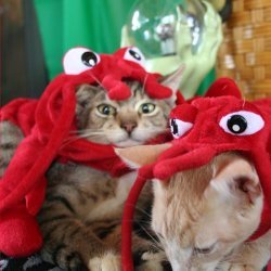 Crabby Crab Dip recipe