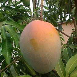 Grilled Mango With Jalapeno recipe