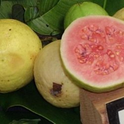 Guava Duff recipe
