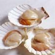Scallops With Pureed Shallots And Black Peppered T... recipe