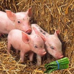 Drei Kleinen Schweinchen I – Spargel Westfaelisc... recipe