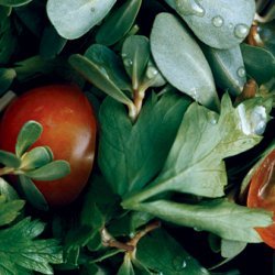 Purslane and Parsley Salad recipe