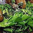 Herb Salad recipe
