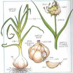 Skordalia Greek Garlic Dip recipe