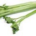 Celery Casserole recipe