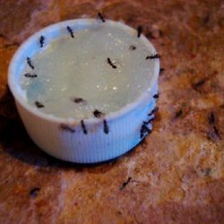 Ants Be Gone (not Edible) recipe
