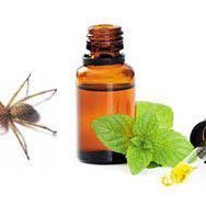 Peppermint Oil As An Insect Repellent recipe