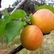Apricot Mousse Or Zabadee El Mishmish recipe