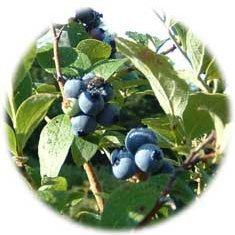 Blueberries And Cream recipe