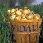 Cream Of Vidalia Onion Soup recipe