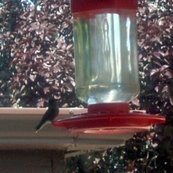 Hummingbird Nectar recipe