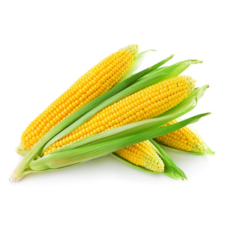 Corn Protein info