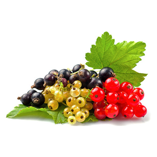 Currants Protein info
