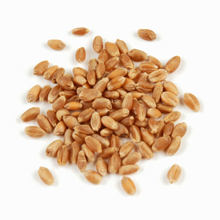 Hard Red Spring Wheat Protein info