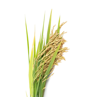 Rice Bran Protein info