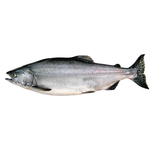 Salmon Protein info