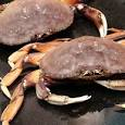 dungeness crab