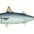 chub mackerel