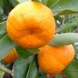 satsuma mandarin