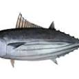 skipjack tuna