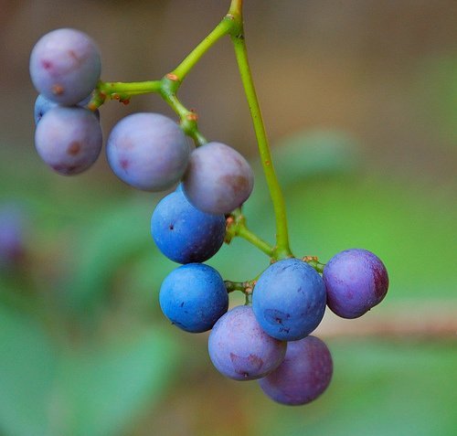 blueberries, wild, canned, heavy syrup, drained usda Nutrition info