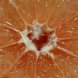 grapefruit, white, florida usda Nutrition info