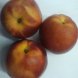 Dole nectarines fresh fruit Calories