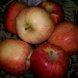 organics gala apples