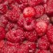 raspberries, frozen, red, sweetened usda Nutrition info