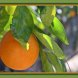 orange peel usda Nutrition info
