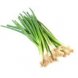 green onions fresh vegetables
