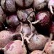 beets, canned, drained solids