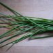 chives usda Nutrition info
