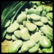 lima beans, immature seeds, frozen, fordhook, cooked, boiled, drained, without salt