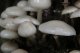 mushrooms, white, stir-fried