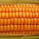 corn, sweet, yellow, frozen, kernels on cob, cooked, boiled, drained, without salt usda Nutrition info