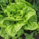 lettuce, butterhead (includes boston and bibb types)