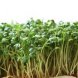 cress, garden, cooked, boiled, drained, without salt